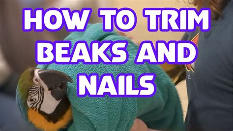 How To Trim Parrots And Other Bird S Nails And Beaks Macaw Grooming Youtube