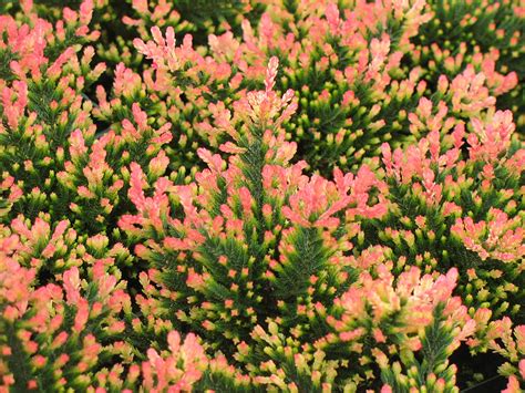 Spring Torch Heather Plants4Home