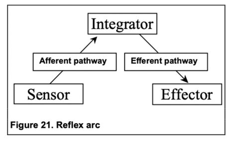 Lecture 18 Integration Of Reflex Control Flashcards Quizlet