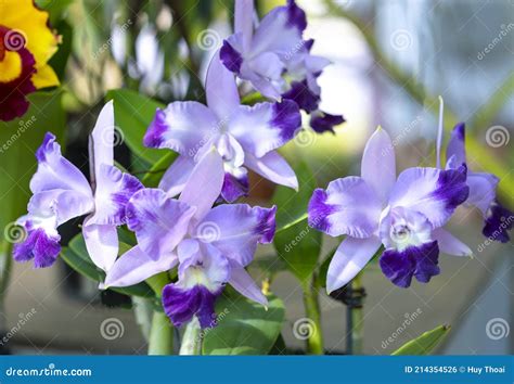 Cattleya Labiata Flowers Bloom In The Spring Sunshine Stock Photo