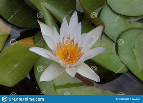 Flor Tailandesa El Nucifera De Lotus Flower O Del Nelumbo Es Una De