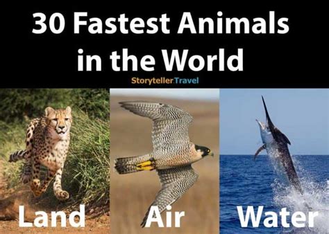 30 Fastest Animals in the World: Land, Air, Water | Storyteller Travel