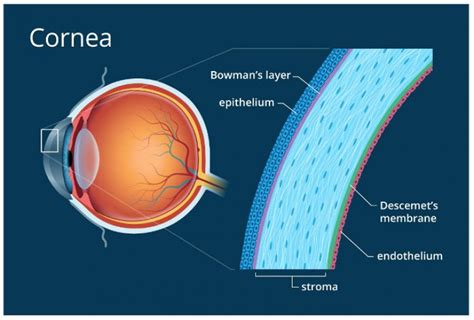 The Biomechanical Properties Of The Cornea OBN