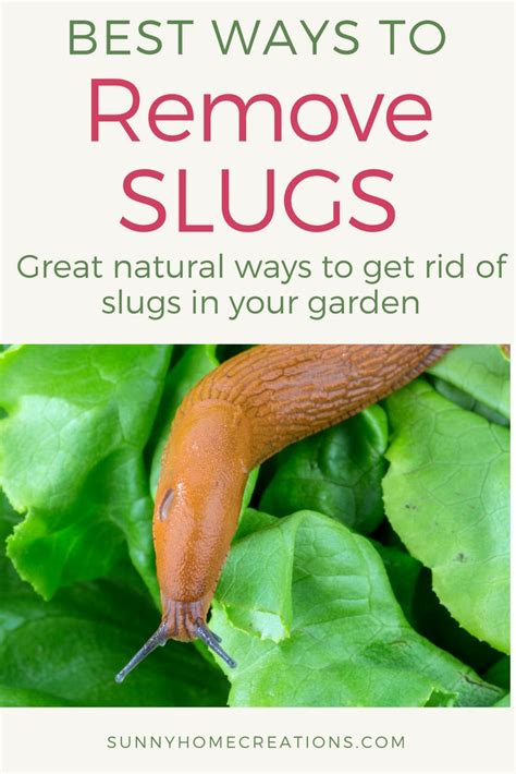 How To Get Rid Of Slugs Naturally Getting Rid Of Slugs Organic Vegetable Garden Garden Pests