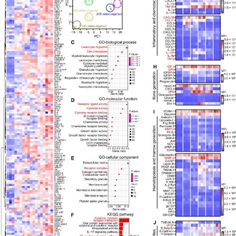 Cytokines With Varied Expression Levels Regulate The Recruitment And