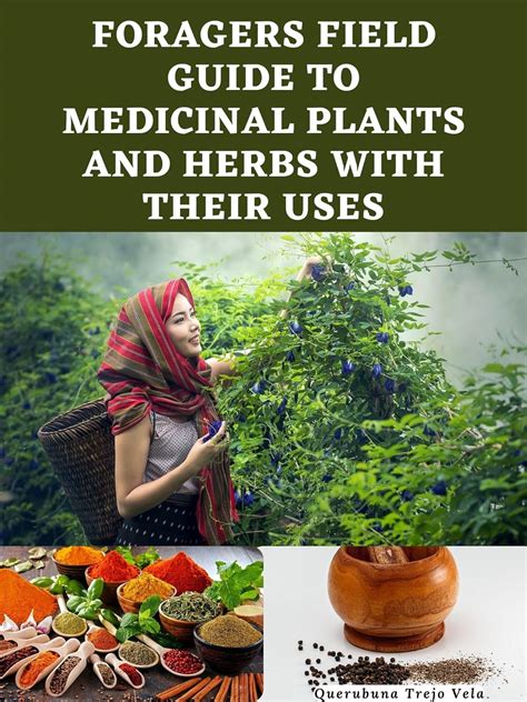 Foragers Field Guide To Medicinal Plants And Herbs With Their Uses A