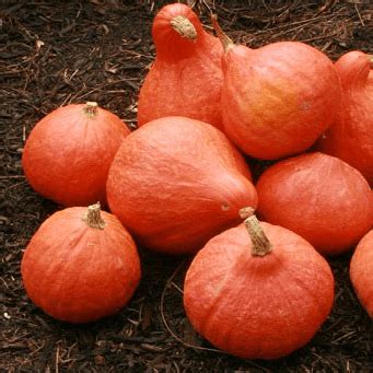 Red Kuri Squash Seeds - SeedStore.com