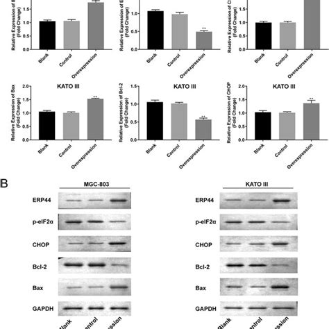 Effects Of Chop Knockdown On Cell Proliferation Migration And Invasion Download Scientific