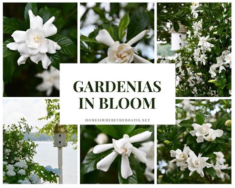 Enjoying The Bloom And Sweet And Captivating Fragrance Of Gardenias