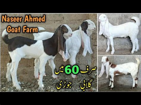 Naseer Ahmed Goat Farm Karachi Rare Quality Gulabi Ablak Kamori Pateri