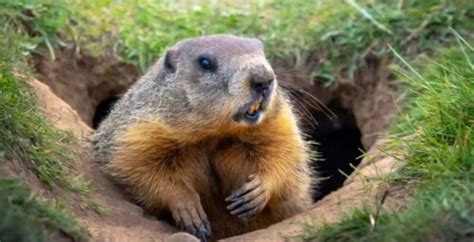 Groundhog Day: Canada's most legit weather department has spoken | Canada