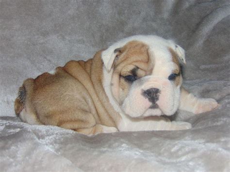 Care Bulldogs - Bulldog Puppies For Sale