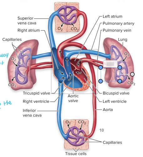 Blood Heart Lymphatics Chapter 13 Flashcards Quizlet