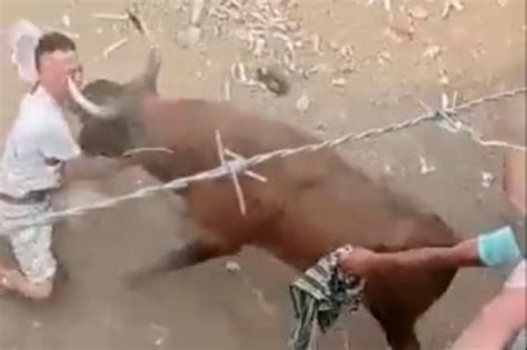 Video Muere Joven Tras Ser Corneado Por Toro En Las Corralejas En