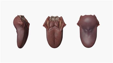 3D model Tongue Anatomy Dorsum of tongue VR / AR / low-poly | CGTrader