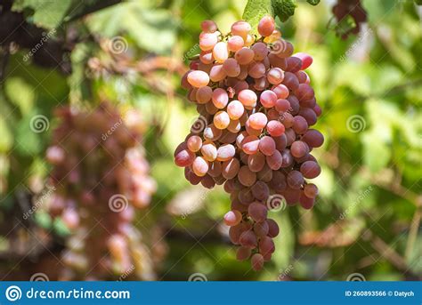 Bando De Uvas Rosadas Pendurado Na Videira Foto De Stock Imagem De