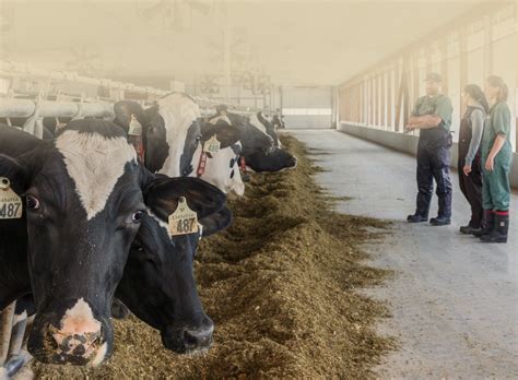 Flotation Therapy For Downer Cows Mobile Veterinary Clinic In