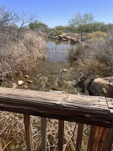 Best Wildlife Trails in Chandler | AllTrails