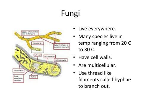 Ppt Amoeba Powerpoint Presentation Free Download Id2471611