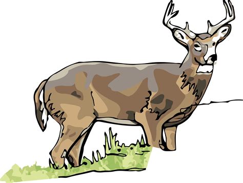 White Tailed Deer Elk 4894x3692 Png Clipart Download