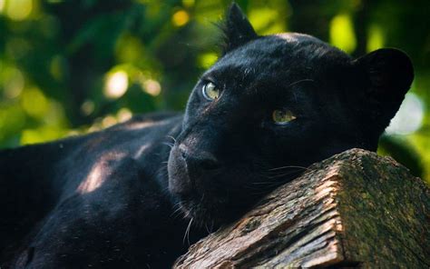 Black Jaguar Wallpapers Wallpaper Cave