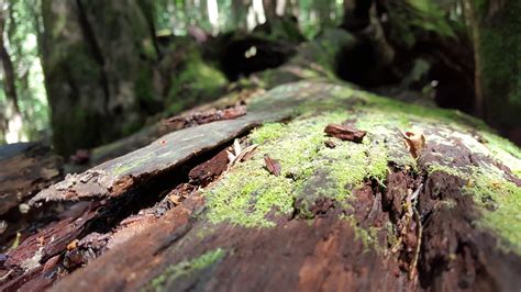 Wallpaper Forest Rock Nature Wood Moss Green Wildlife