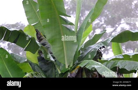 Huge Banana Tree Leaf Stock Videos And Footage Hd And 4k Video Clips