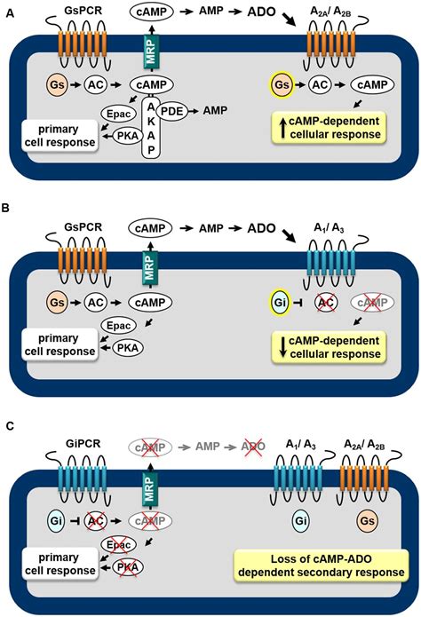 Frontiers New Perspectives In Signaling Mediated By Receptors Coupled