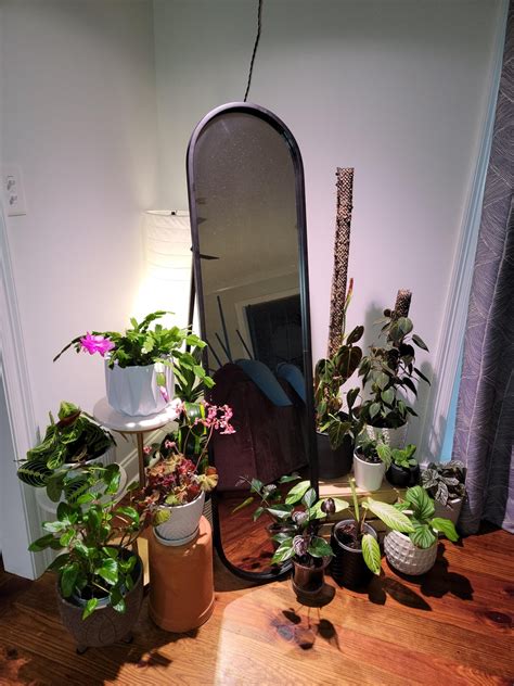 Rearranged my corner plant display 💚🪻 : r/houseplants