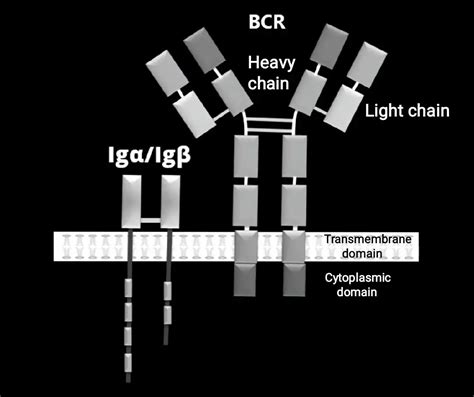 B Cell Receptors ~ Biotechfront