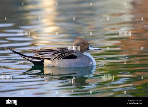 Northern Pintail Duck Male Anas Acuta Swimming On A Local Winter Pond