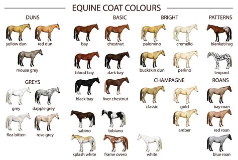 25 Horse Coat Colors And Names Common Rare Levo League