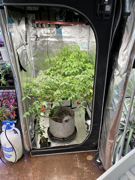 Plants Growing In Shop Near Me Rhydroponics