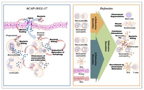 A Schematic Diagram For The Role Of Antimicrobial Peptides Such As