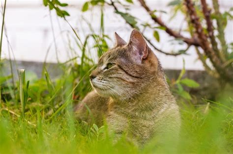 Premium Photo | Cat