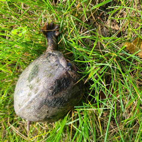 What kind of turtle is this? (Michigan) : r/turtles