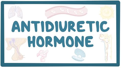 Antidiuretic hormone: Video, Causes, & Meaning | Osmosis