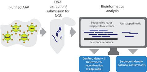 Viral Genome Sequencing - A One Stop Shop for AAV Identity and Serotype ...