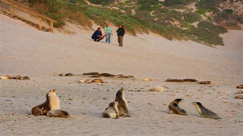 Kangaroo Island Discovery Hosted Small Group Tour Holidays Of