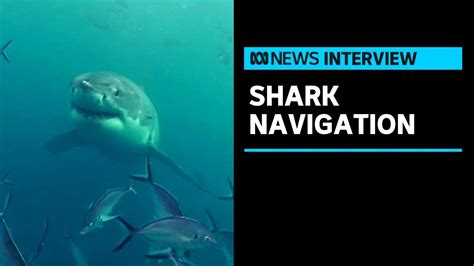 Sharks Use Magnetic Fields As A Map When Making Long Distance