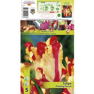 Tulip Flaming Parrot 67853 Sibulad Osta Soodsamalt GradinaMax Ee