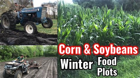 New Corn Food Plot And Planting More Soybeans YouTube