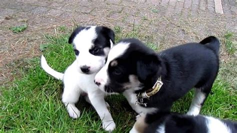 The Lean and Beautiful Border Collie Husky Mix | puppupdog.com