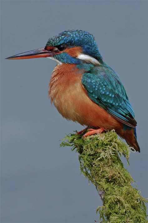 Kingfisher Bird Female