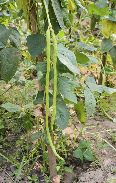 Chinese Long Beans: Tips for Growing Yard Long Bean Plants