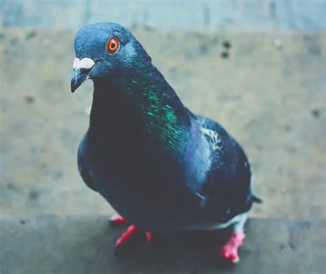 Types Of Pigeon Breeds Pigeonpedia