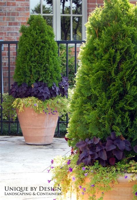 List Of Potted Evergreen Trees For Patio Ideas