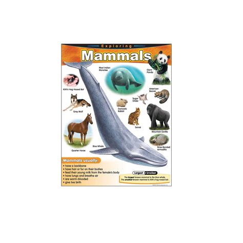 Exploring Mammals Learning Chart - Play School Room CC