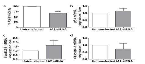 Cell Viability Of Sh Sy5y Cells And Mrna Expression Of P53 Bax Bcl 2 Download Scientific