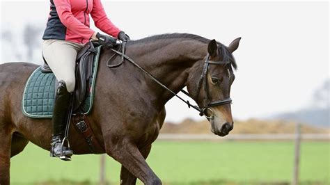 Zehn Bungen Gegen Einrollen Und Falschen Knick Beim Reiten Cavallo De